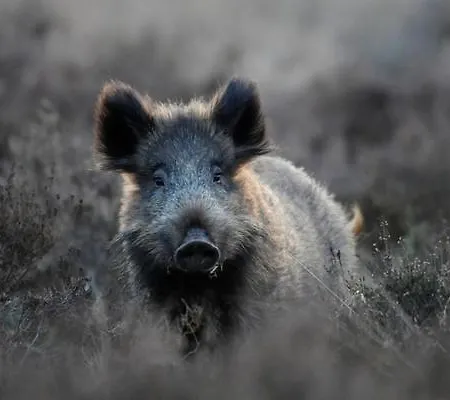 Aan De Koningsmuur 3* Dieren