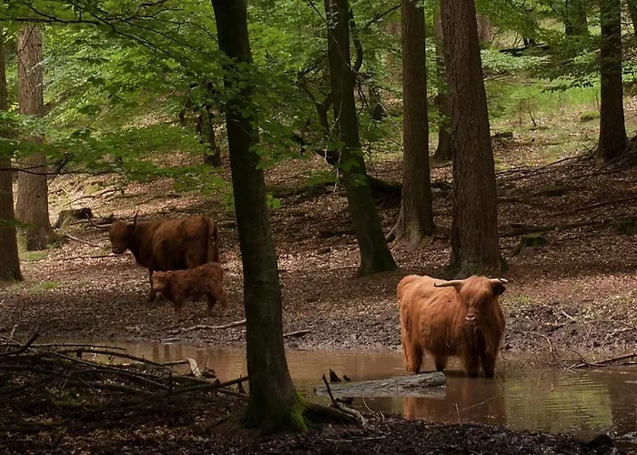 Bed & Breakfast Aan De Koningsmuur 3*